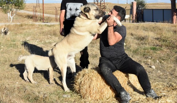 Kangal üreticisinden 'İtalya' yorumu!