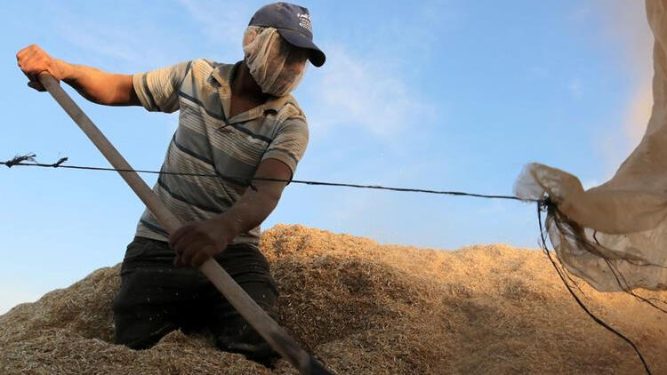 Türkiye'nin ilk buğday hasadı Dalaman TİGEM'de başladı