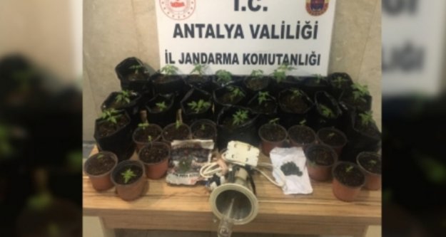 Alanya'da uyuşturucu yetiştirilen eve jandarma baskını