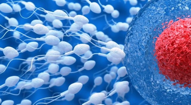 Sperm kalitesi için uzak durulması gereken besinler: 'Hastalıklar en az 2 nesil aktarılıyor'