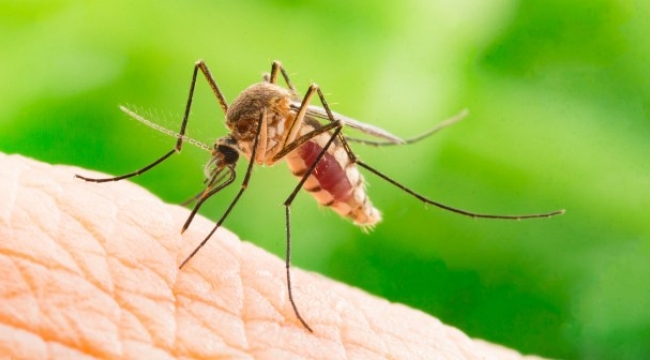 Uzmanlardan uyarı: İstanbul'da yayılımı artan 'Aedes' sivrisineği alerjik reaksiyona yol açıyor