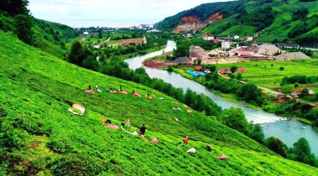 Trabzonlu Çay Üreticileri Hasadın İlk Makasını Vurdu!