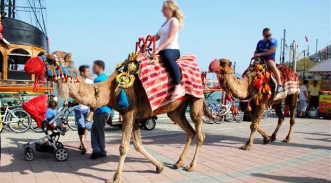 Alanya'da devecilik faaliyetlerine son verildi