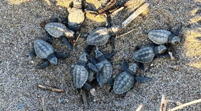 Alanya'da yavru caretta carettalar mavi sularla buluştu