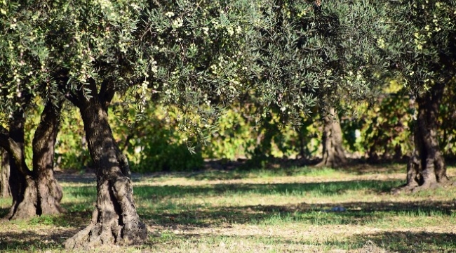 Zeytin üreticilerine erken hasat uyarısı