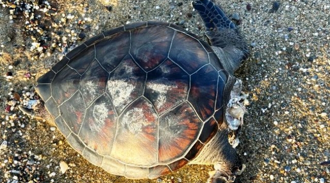 Alanya'da kafası kopmuş bir Caretta Caretta bulundu.