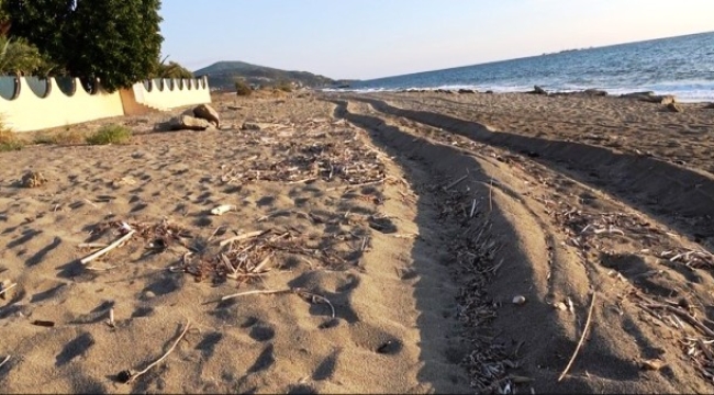 Alanya'da kum zambakları iş makinesiyle yok edildi