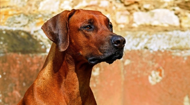 Alanya'da köpeğin ısırdığı çocuk hastanelik oldu