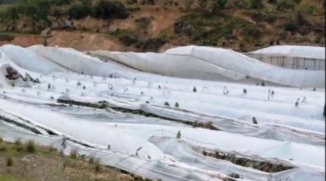 Alanya'da 12 dönümlük muz serasını fırtına vurdu