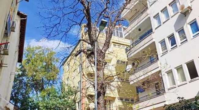 Şekerhane'nin yaşayan tanığı: 55 yıllık ceviz ağacına vefa mücadelesi