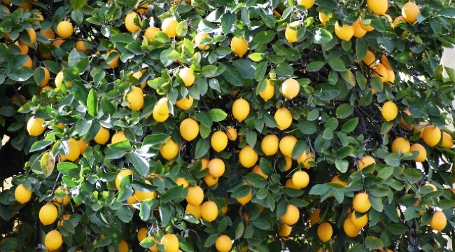 Ticaret Bakanlığı limon ihracatını 8 Nisan itibarıyla durdurdu
